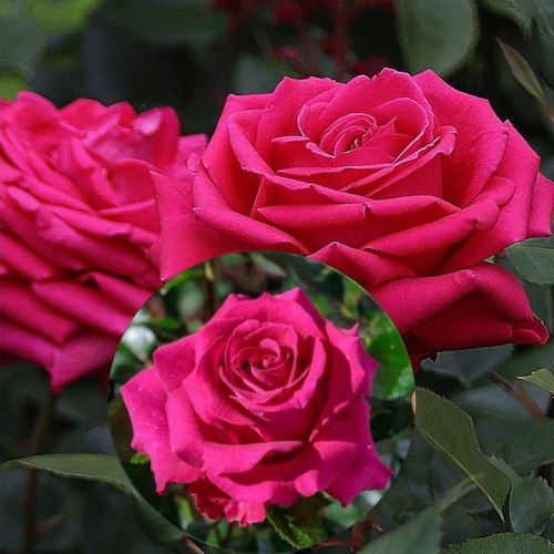 Rosa 'Noblesse' - Roos 'Noblesse' C4/4L